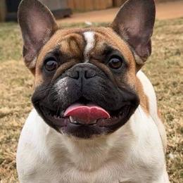 Lyla - French Bulldog