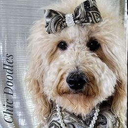 Idy claire - Goldendoodle