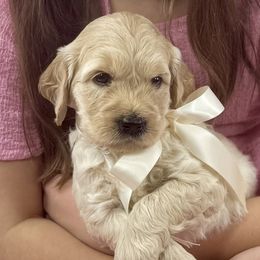 Goldendoodles from Polly Wolly Doodles