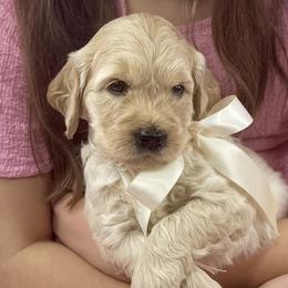 Goldendoodles from Polly Wolly Doodles