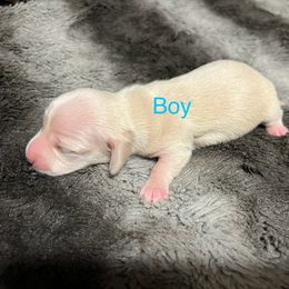 Dachshund Puppies from Chamberlains Doxie