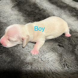 Dachshund Puppies from Chamberlains Doxie