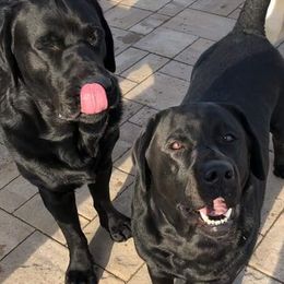 Labrador Retrievers from Nightmoone Labradors