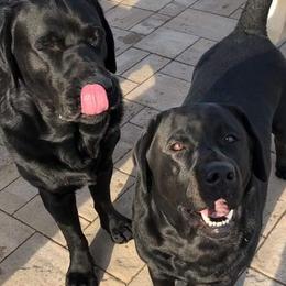 Labrador Retrievers from Nightmoone Labradors