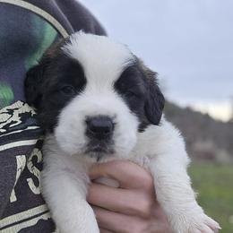 Saint Bernard Puppies from Eagle Mountain Saints