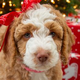 Assorted Doodle Crosses, Aussiedoodles, Golden Aussiedoodles, Goldendoodles, and Sheepadoodles from Goldendoodledoo Farms