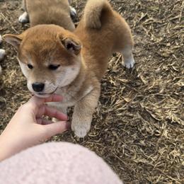 Shiba Inu Puppies from Diwasou