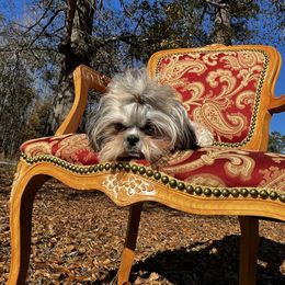 Dori - Shih Tzu