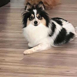 Daisy - Pomeranian