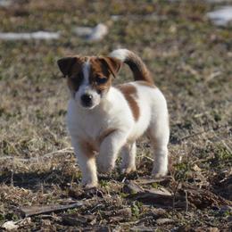 General - White and tan male Russell Terrier puppy in Oklahoma from Elite Russell Terriers