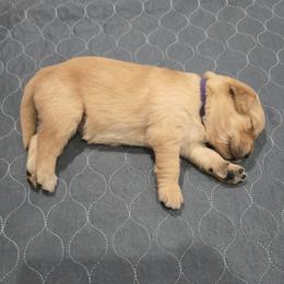 Purple Collar - Golden female Golden Retriever puppy in El Dorado Hills, California from Asperheim Golden Retriever Puppies