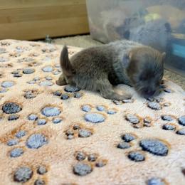Boy 3 - Lavender male Pomeranian puppy in Skowhegan, Maine from Countryside Pomeranians