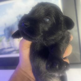 Boy 1 - Black male Miniature Schnauzer puppy in Upland, California from Rising Minis of Upland