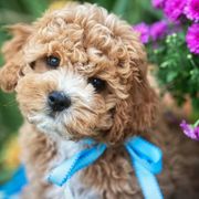 Sebastian - Cavachon puppy from Liberty Pups
