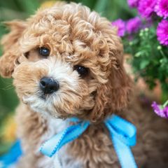 Sebastian - Cavachon puppy from Liberty Pups