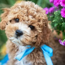 Sebastian - Cavachon puppy from Liberty Pups