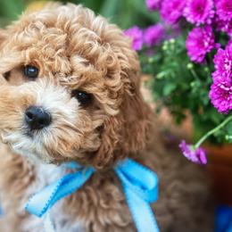 Sebastian - Cavachon puppy from Liberty Pups