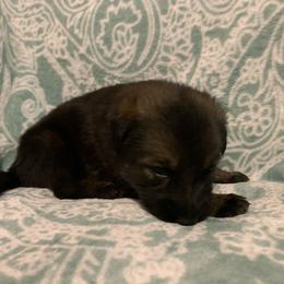 Female 2-purple - Sable female German Shepherd puppy in Effingham County, Illinois from Delaney Working Dogs