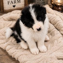 Boy 2 - Black male Border Collie puppy in Shell Knob, Missouri from Stoneridge Kennel