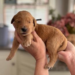 Sleepy- Black - Apricot male Goldendoodle puppy in Bay City, Texas from Charming Doods Goldendoodles