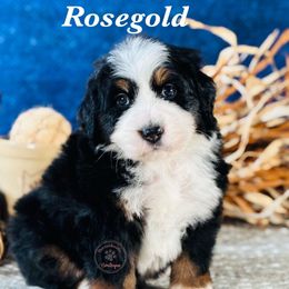 Rosegold (pink girl) - Tri-color female Bernedoodle puppy in Waukesha, Wisconsin from Bernedoodle Boutique (and Cavapoos)