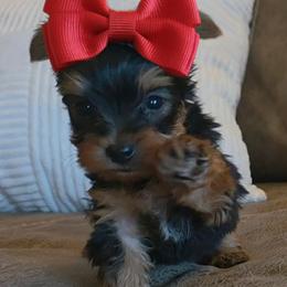 Yorkshire Terrier Puppies from 5 River Puppies