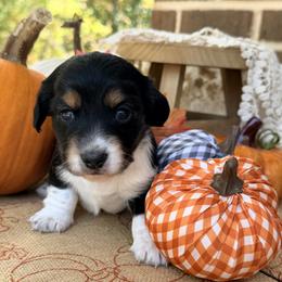Buttercup 2800 - Piebald female Dachshund puppy in Hendersonville, North Carolina from Snarky Doxy Miniature Dachshunds