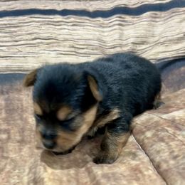 Jade - Black and tan female Yorkshire Terrier puppy in Crossville, Tennessee from Lil Britches Yorkies