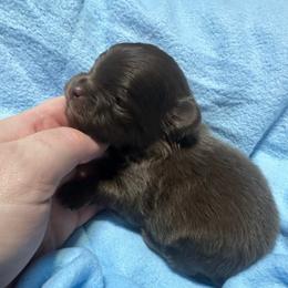 Rolo - Chocolate male Pomeranian puppy in Waterloo, Indiana from Garcias Pomeranian