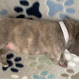 White collar - Blue fawn female French Bulldog puppy in Livingston, Texas from Drake Home Frenchies