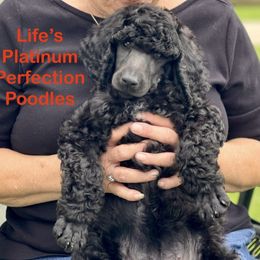 Poodle Puppies from Enjoy Life Kennels