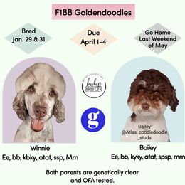 Goldendoodles from Old Mill Goldendoodles