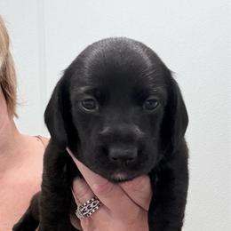 Espresso - Black female Dachshund puppy in Nevada, Missouri from Backroad Fur Babies