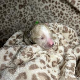 Boy 3 - Apricot male Maltipoo puppy in Clover, South Carolina from Cudi’s Buddies