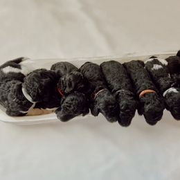 Poodle Puppies from Simplicity Poodles