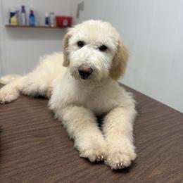 Banana cream - White male Sheepadoodle puppy in Greeneville, Tennessee from Smokey Mountain Sheepadoodles