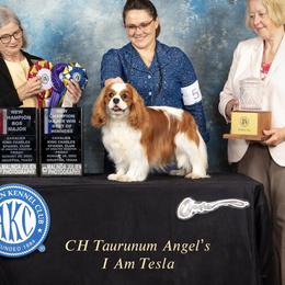 Tesla - Cavalier King Charles Spaniel
