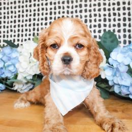 Nash - Red male Cocker Spaniel puppy in Rattan, Oklahoma from Double M Cocker Spaniels