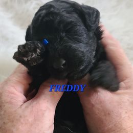 Freddy - Black male Poodle puppy in Mansfield Center, Connecticut from Arrfs Poodles
