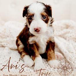True - Tri-color female Bernedoodle puppy in Athens, Alabama from Brewing Doodles