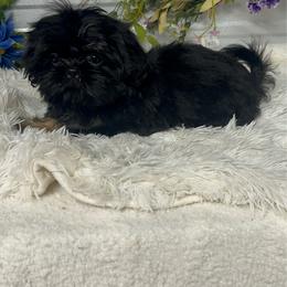 AKC Beau - Black and tan male Shih Tzu puppy in Elgin, South Carolina from Silver Bells Paw Prints