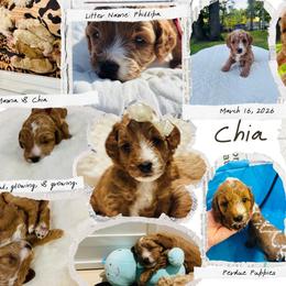 Cavapoo, Cockapoo, Goldendoodle, and Maltipoo Puppies from Perdue Puppies