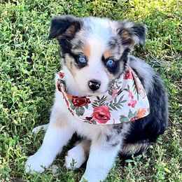 Miniature Australian Shepherd and Toy Australian Shepherd Puppies from Kickapoo Creek Toy & Mini Aussies