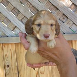 Chai - Cream male Dachshund puppy in Santa Ana, California from Make Dachshunds Great Again