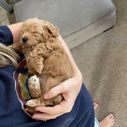 Maltipoo Puppies from Piper N Penny