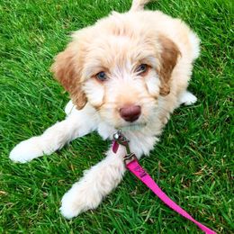 Australian Labradoodle Puppies from Victoria Creek Australian Labradoodles