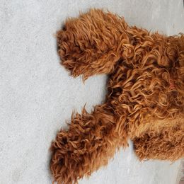 Goldendoodles and Poodles from Tender Little Paws