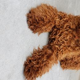 Goldendoodles and Poodles from Tender Little Paws