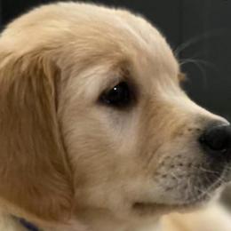 Assorted Doodle Crosses and Golden Retrievers from Retriever Ranch