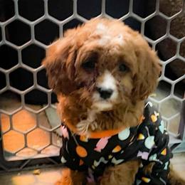 Dash - Red male Cavapoo puppy in Maple Grove, Minnesota from Honey Bit Kennels